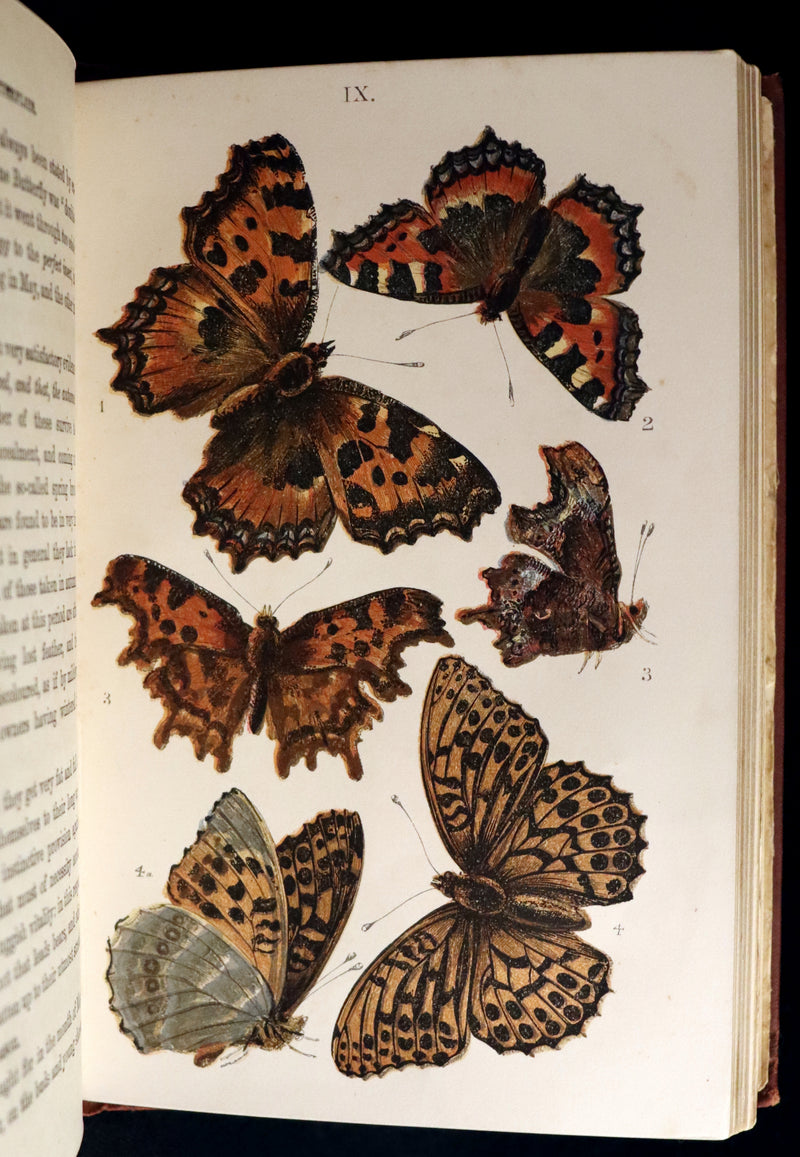 1860 Scarce Book - British Butterflies, Figures and Descriptions of Every Native Species by W. S. Coleman.
