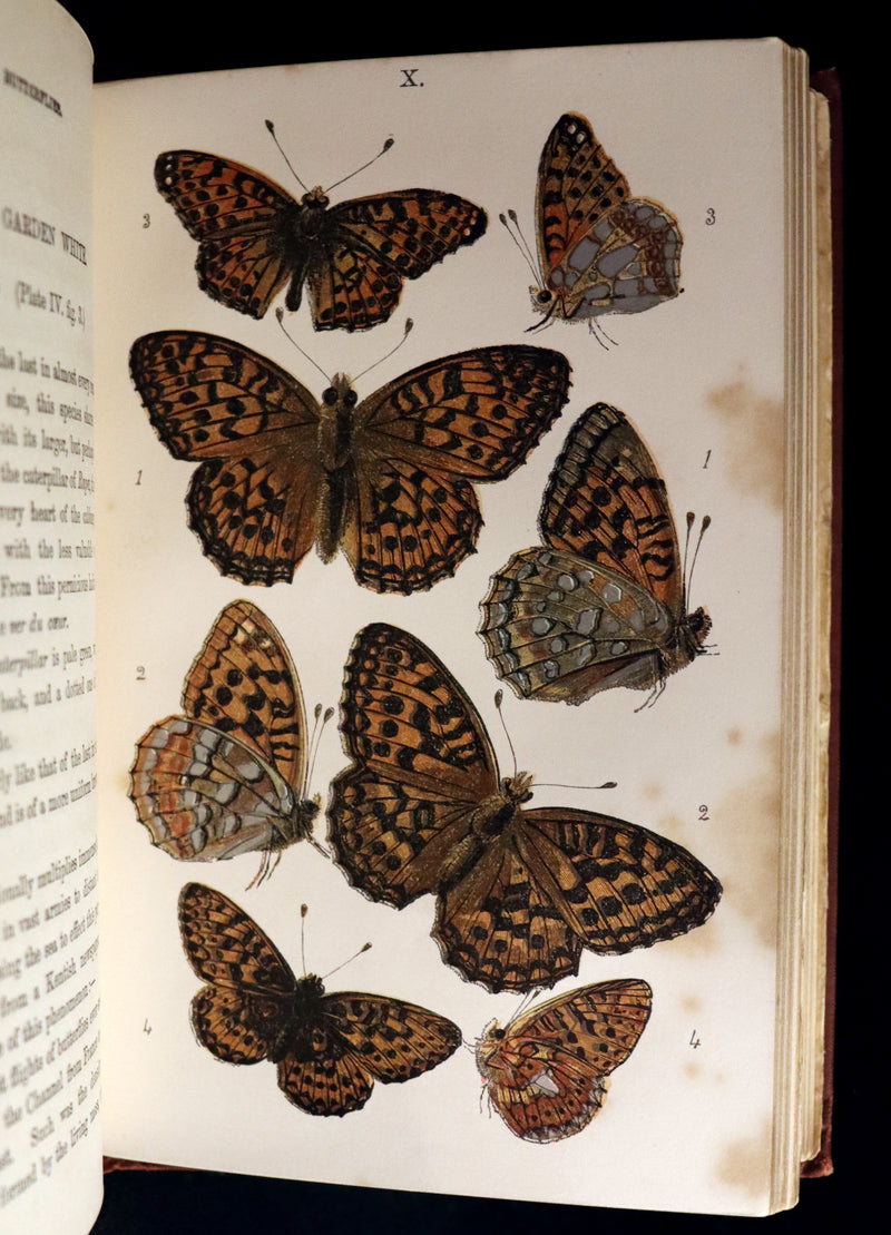 1860 Scarce Book - British Butterflies, Figures and Descriptions of Every Native Species by W. S. Coleman.