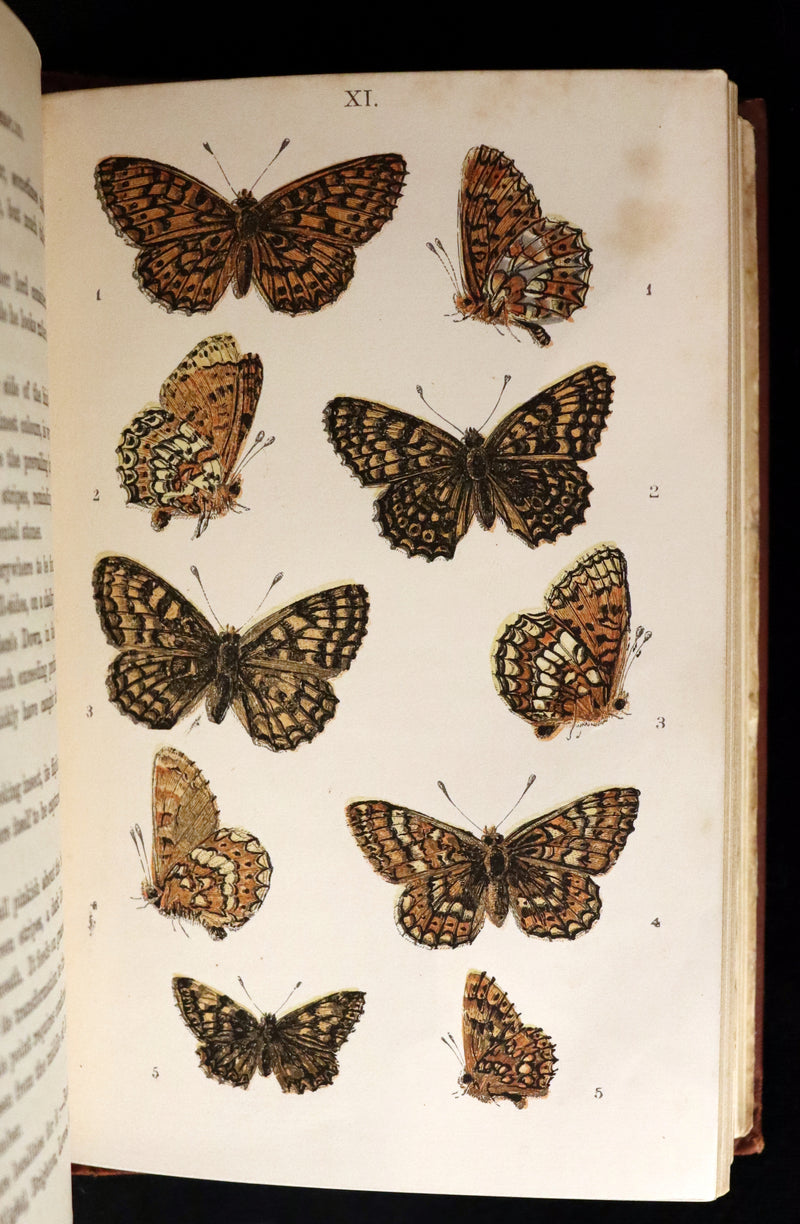 1860 Scarce Book - British Butterflies, Figures and Descriptions of Every Native Species by W. S. Coleman.
