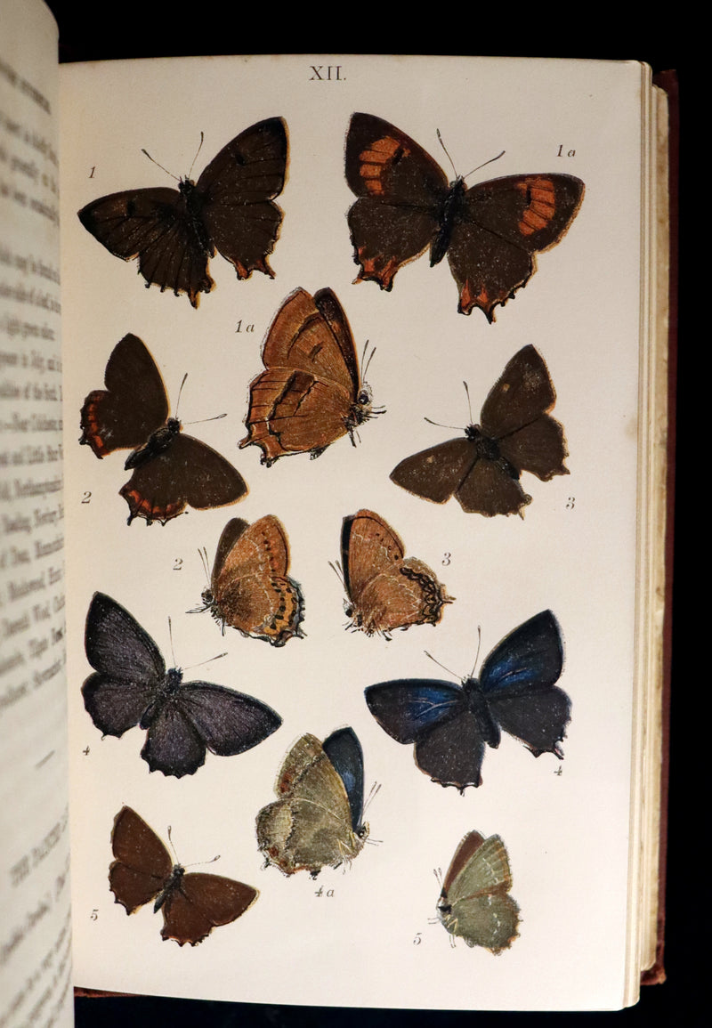 1860 Scarce Book - British Butterflies, Figures and Descriptions of Every Native Species by W. S. Coleman.