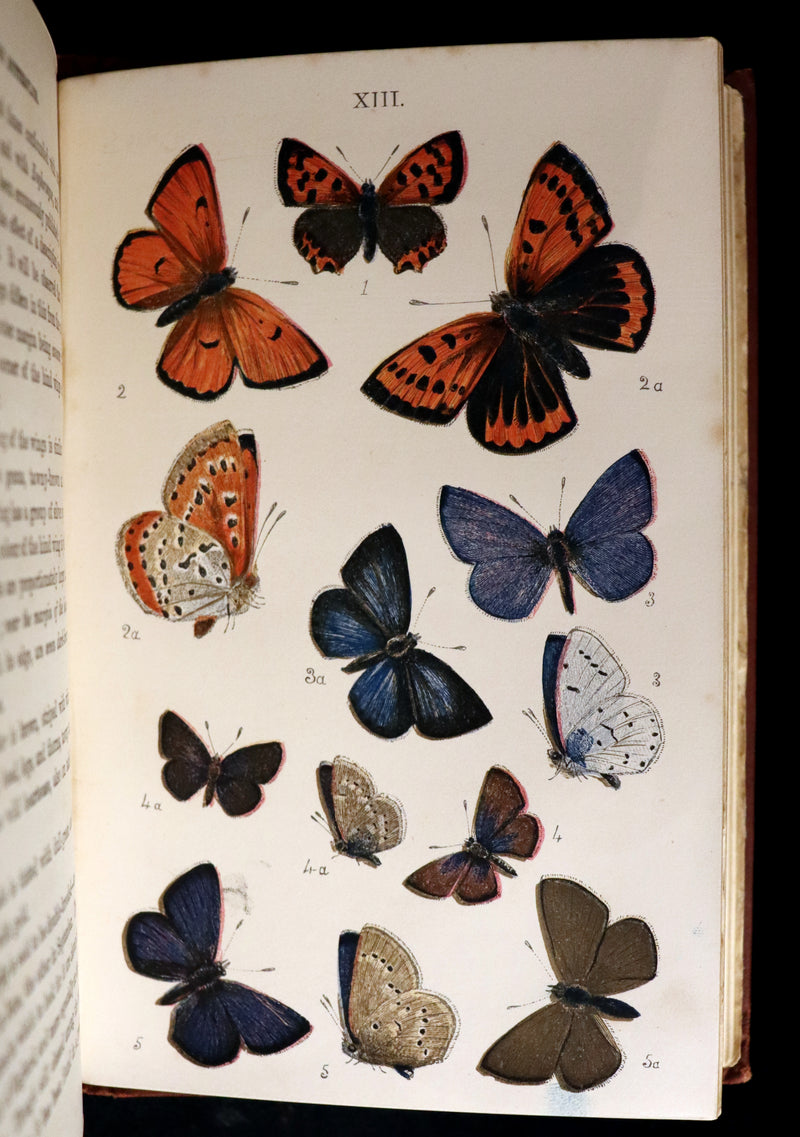 1860 Scarce Book - British Butterflies, Figures and Descriptions of Every Native Species by W. S. Coleman.