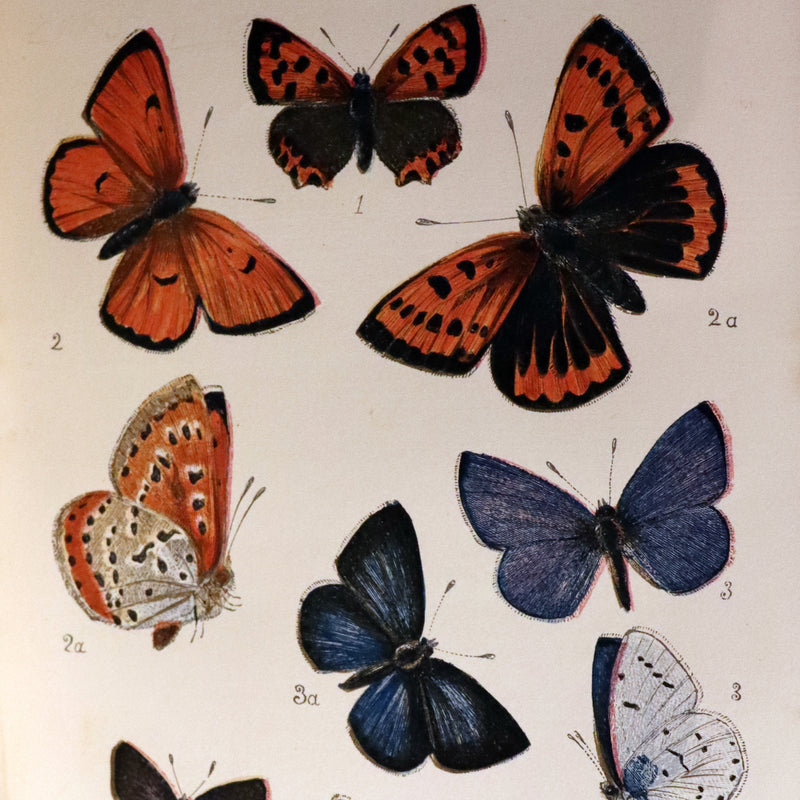 1860 Scarce Book - British Butterflies, Figures and Descriptions of Every Native Species by W. S. Coleman.