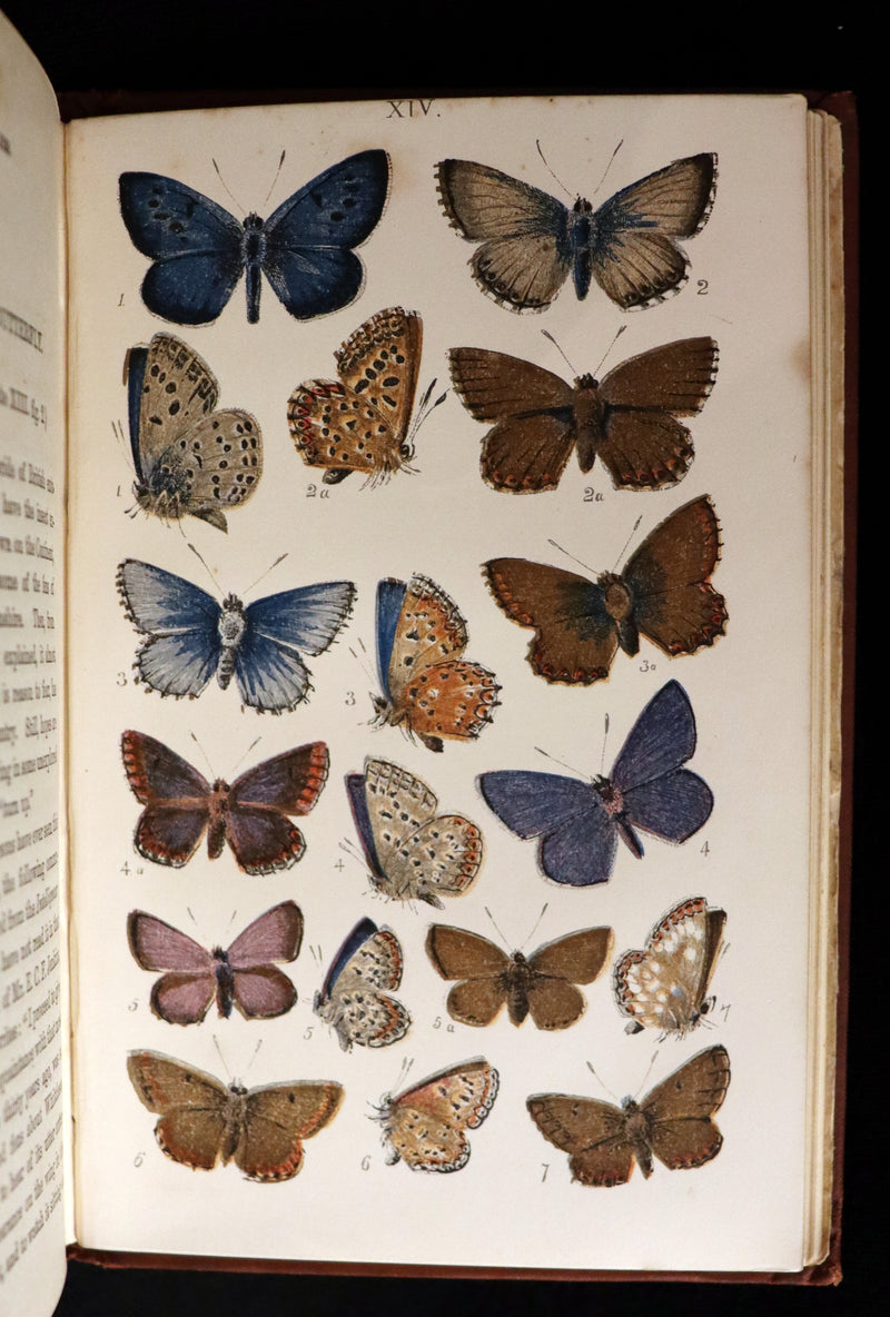 1860 Scarce Book - British Butterflies, Figures and Descriptions of Every Native Species by W. S. Coleman.