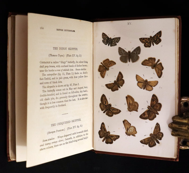 1860 Scarce Book - British Butterflies, Figures and Descriptions of Every Native Species by W. S. Coleman.