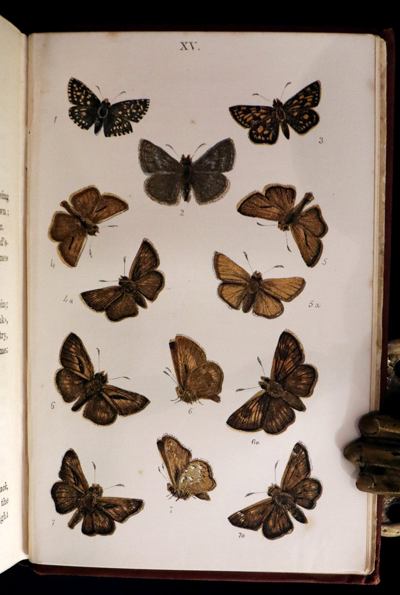 1860 Scarce Book - British Butterflies, Figures and Descriptions of Every Native Species by W. S. Coleman.