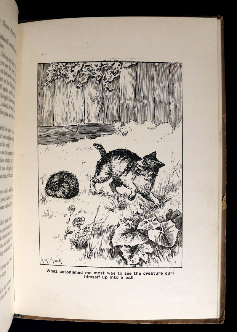 1890 Scarce First Edition - The Nine Lives of Mr. Thomas Puss-Cat by R. H. Lawrence Illustrated by A. Hitchcock.