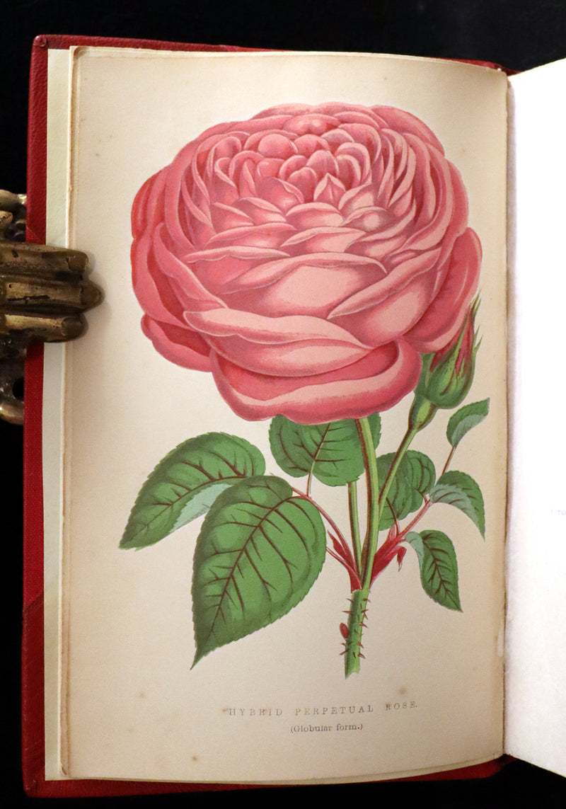 1864 Victorian Gardening First Edition - The Rose, A Practical Treatise on The Culture of The Rose by Shirley Hibberd.