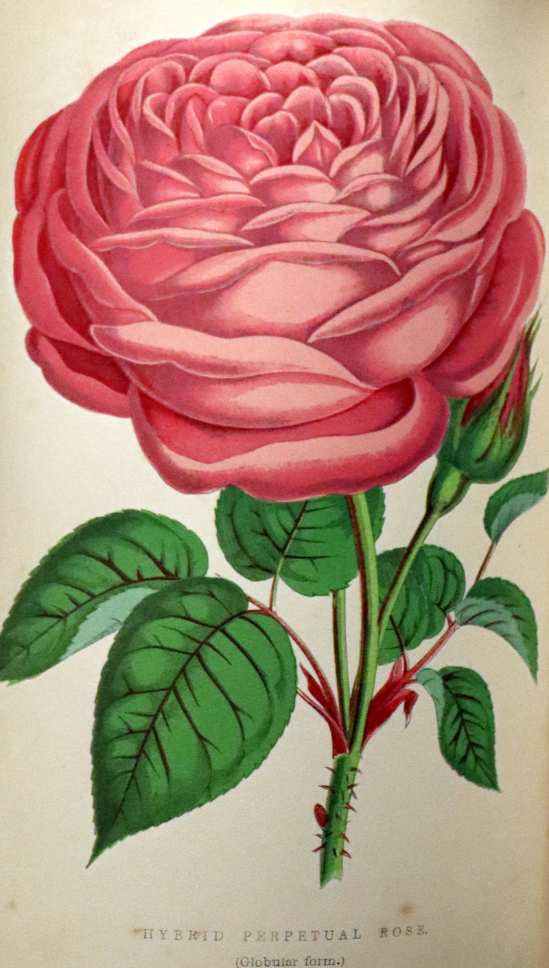 1864 Victorian Gardening First Edition - The Rose, A Practical Treatise on The Culture of The Rose by Shirley Hibberd.