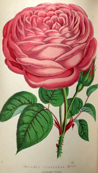 1864 Victorian Gardening First Edition - The Rose, A Practical Treatise on The Culture of The Rose by Shirley Hibberd.
