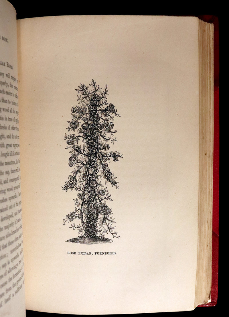 1864 Victorian Gardening First Edition - The Rose, A Practical Treatise on The Culture of The Rose by Shirley Hibberd.