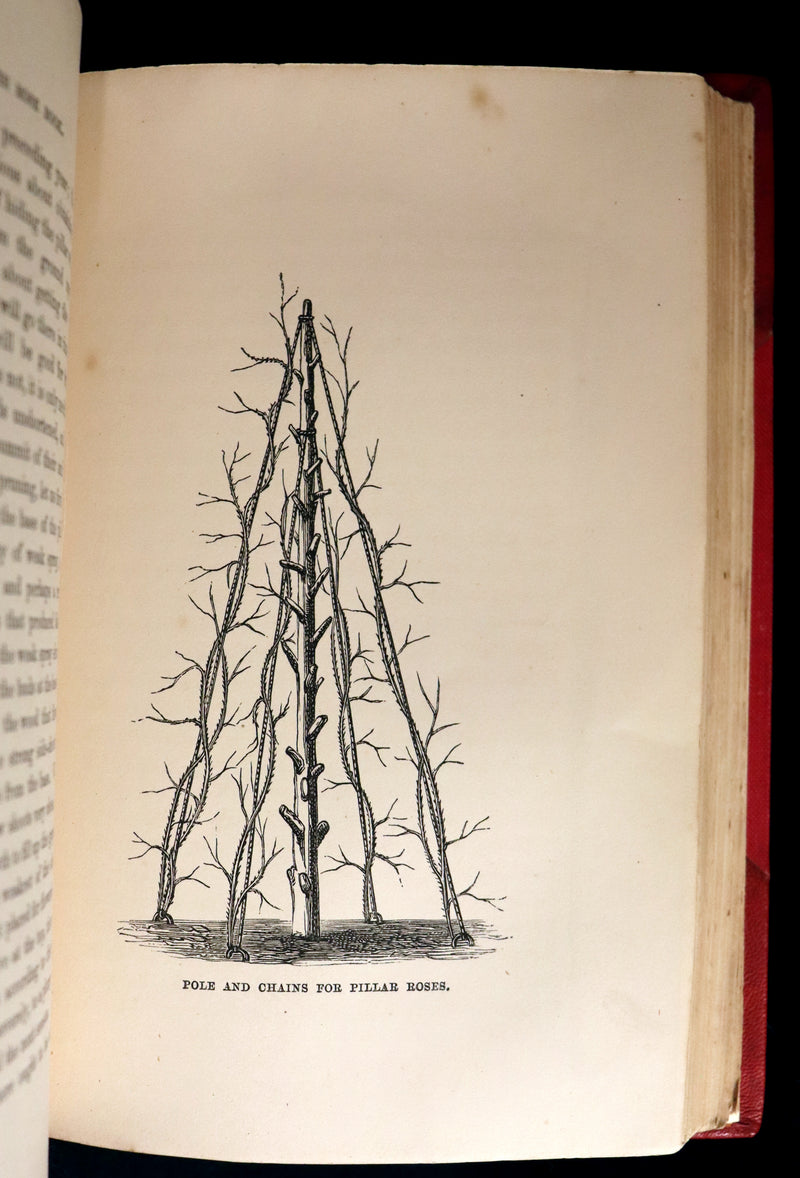 1864 Victorian Gardening First Edition - The Rose, A Practical Treatise on The Culture of The Rose by Shirley Hibberd.