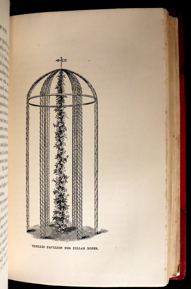 1864 Victorian Gardening First Edition - The Rose, A Practical Treatise on The Culture of The Rose by Shirley Hibberd.