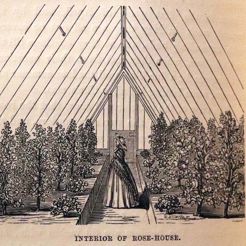1864 Victorian Gardening First Edition - The Rose, A Practical Treatise on The Culture of The Rose by Shirley Hibberd.