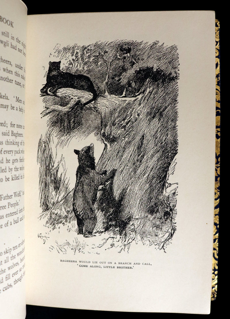 1959 Two books in a beautiful Bayntun binding - The Jungle Book & The Second Jungle Book by Rudyard Kipling. Illustrated.