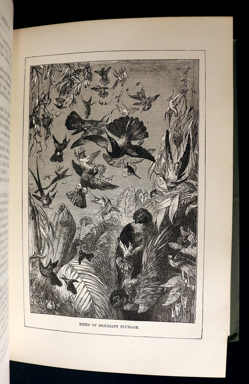 1891 Rare Victorian Book - The Swiss Family Robinson or, The Adventures of a Shipwrecked family on an Uninhabited Island Near new Guinea.