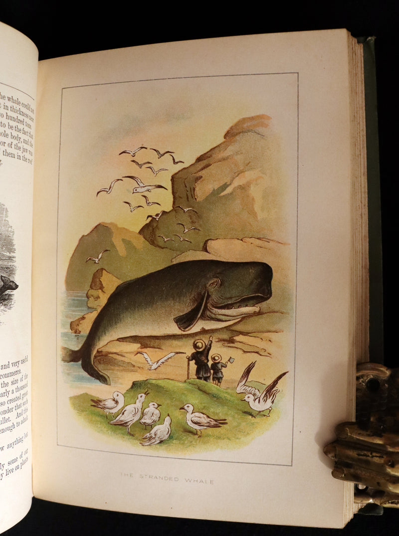 1891 Rare Victorian Book - The Swiss Family Robinson or, The Adventures of a Shipwrecked family on an Uninhabited Island Near new Guinea.