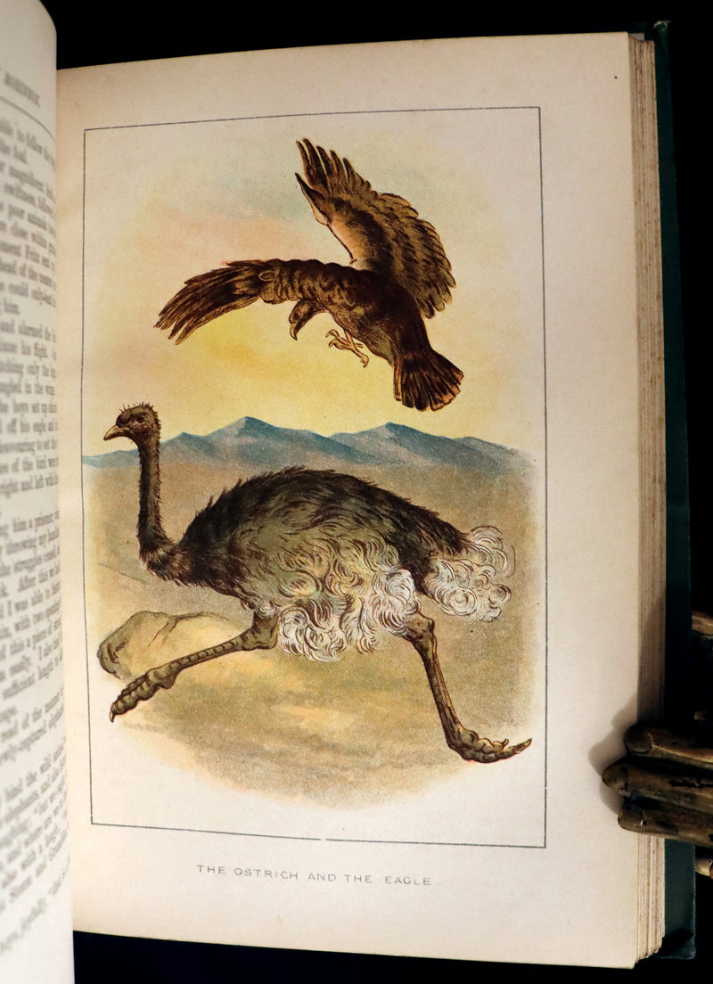1891 Rare Victorian Book - The Swiss Family Robinson or, The Adventures of a Shipwrecked family on an Uninhabited Island Near new Guinea.