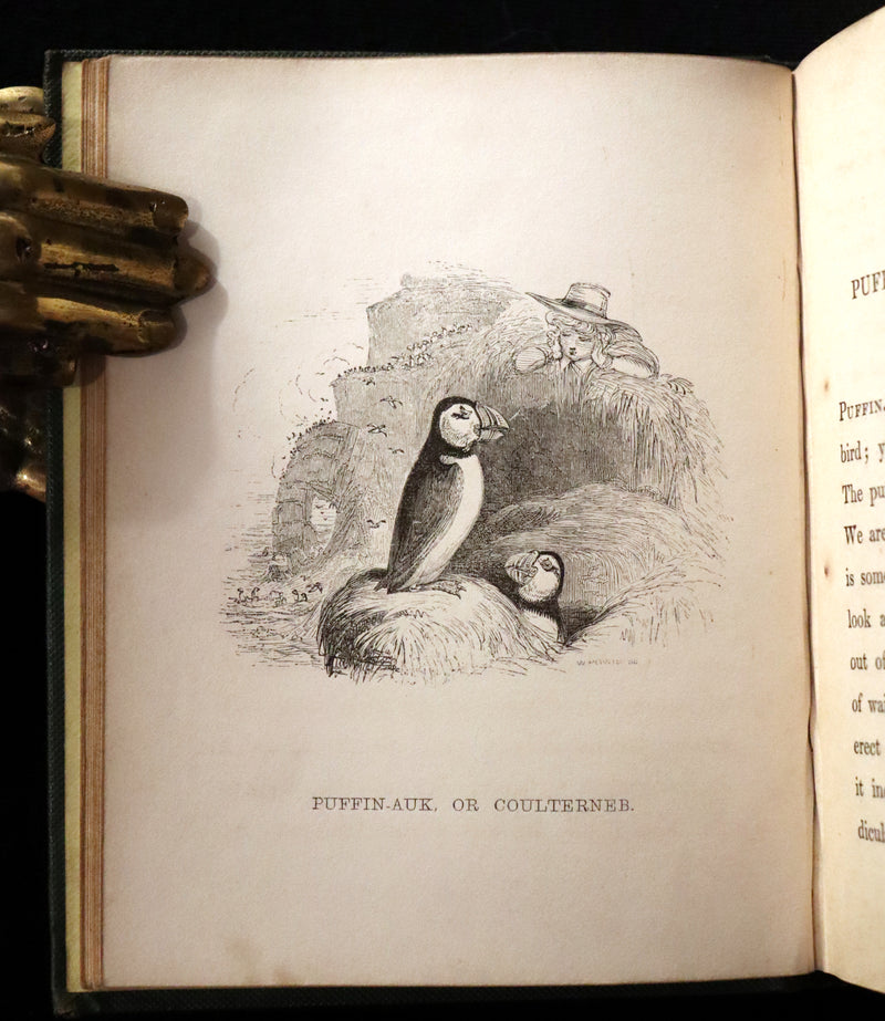 1840 Rare Ornithology book for Children ~ THE BOY AND THE BIRDS by Emily Taylor illustrated by Thomas Landseer.