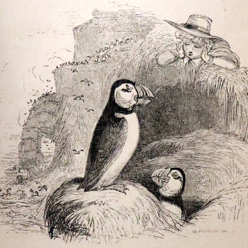 1840 Rare Ornithology book for Children ~ THE BOY AND THE BIRDS by Emily Taylor illustrated by Thomas Landseer.