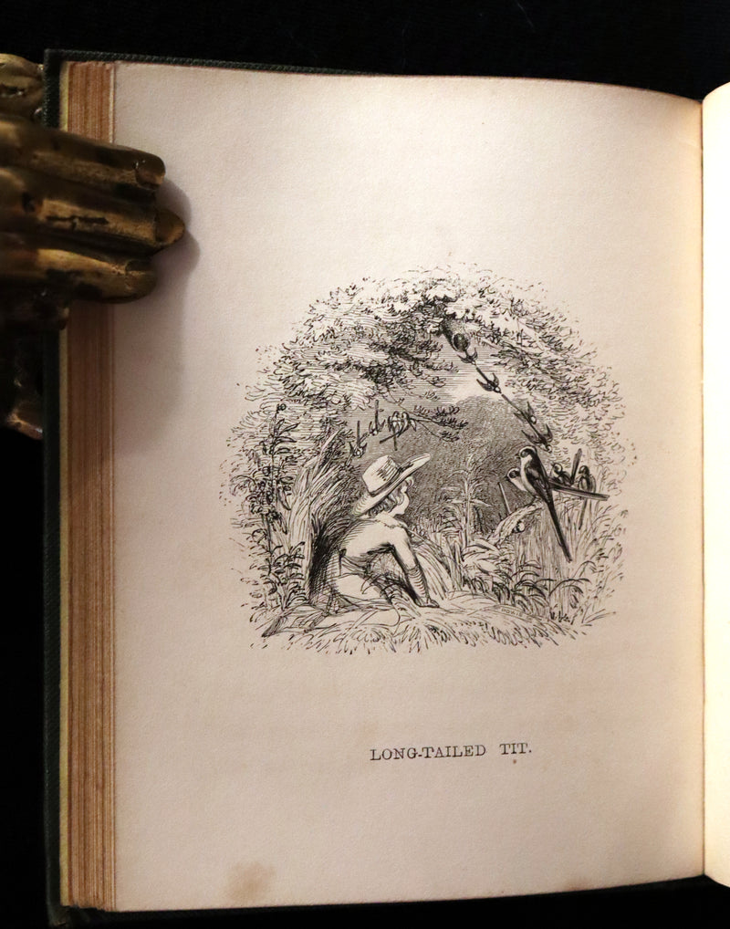 1840 Rare Ornithology book for Children ~ THE BOY AND THE BIRDS by Emily Taylor illustrated by Thomas Landseer.