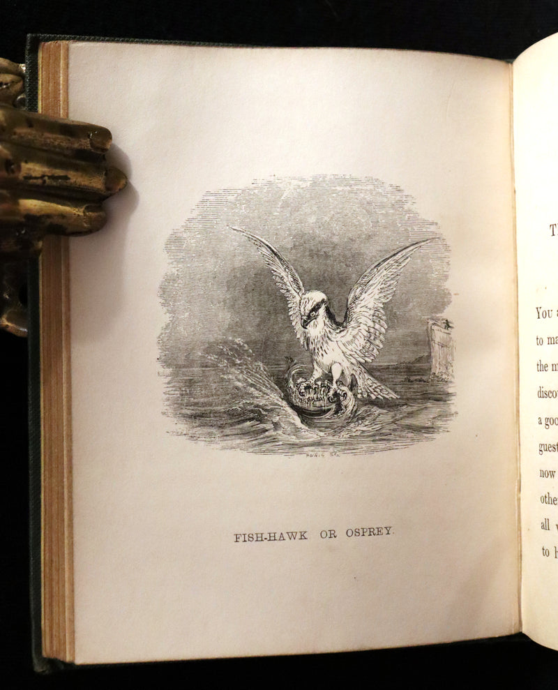 1840 Rare Ornithology book for Children ~ THE BOY AND THE BIRDS by Emily Taylor illustrated by Thomas Landseer.