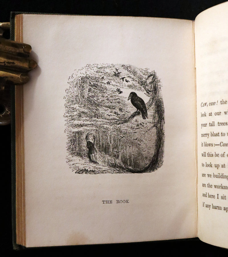 1840 Rare Ornithology book for Children ~ THE BOY AND THE BIRDS by Emily Taylor illustrated by Thomas Landseer.