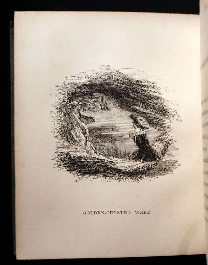 1840 Rare Ornithology book for Children ~ THE BOY AND THE BIRDS by Emily Taylor illustrated by Thomas Landseer.