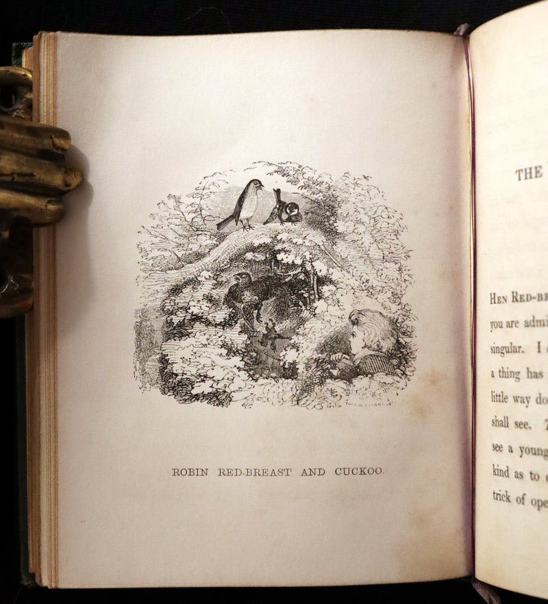 1840 Rare Ornithology book for Children ~ THE BOY AND THE BIRDS by Emily Taylor illustrated by Thomas Landseer.