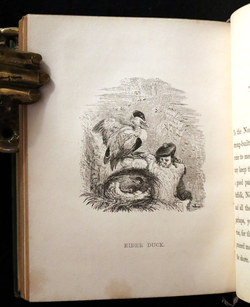 1840 Rare Ornithology book for Children ~ THE BOY AND THE BIRDS by Emily Taylor illustrated by Thomas Landseer.