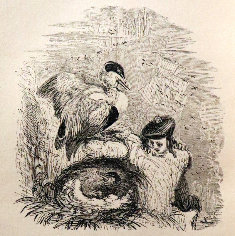 1840 Rare Ornithology book for Children ~ THE BOY AND THE BIRDS by Emily Taylor illustrated by Thomas Landseer.