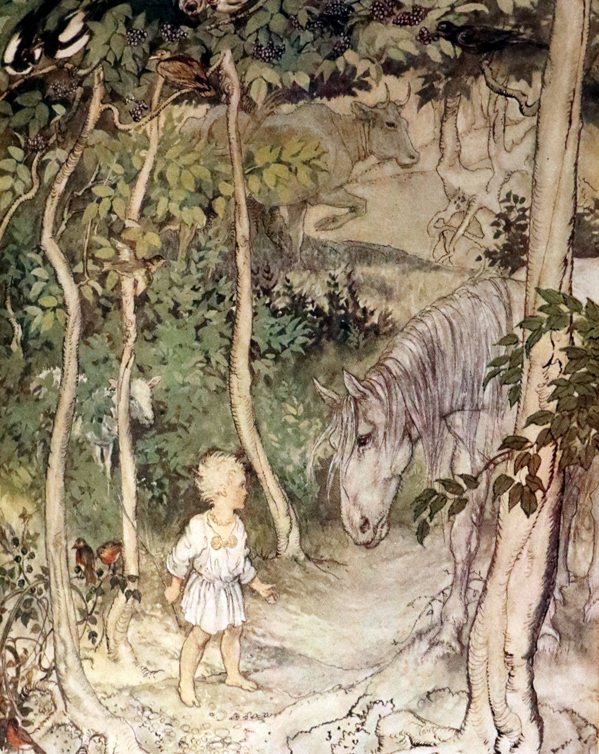 1920 First Edition - Irish fairy Tales by James Stephens illustrated by ...