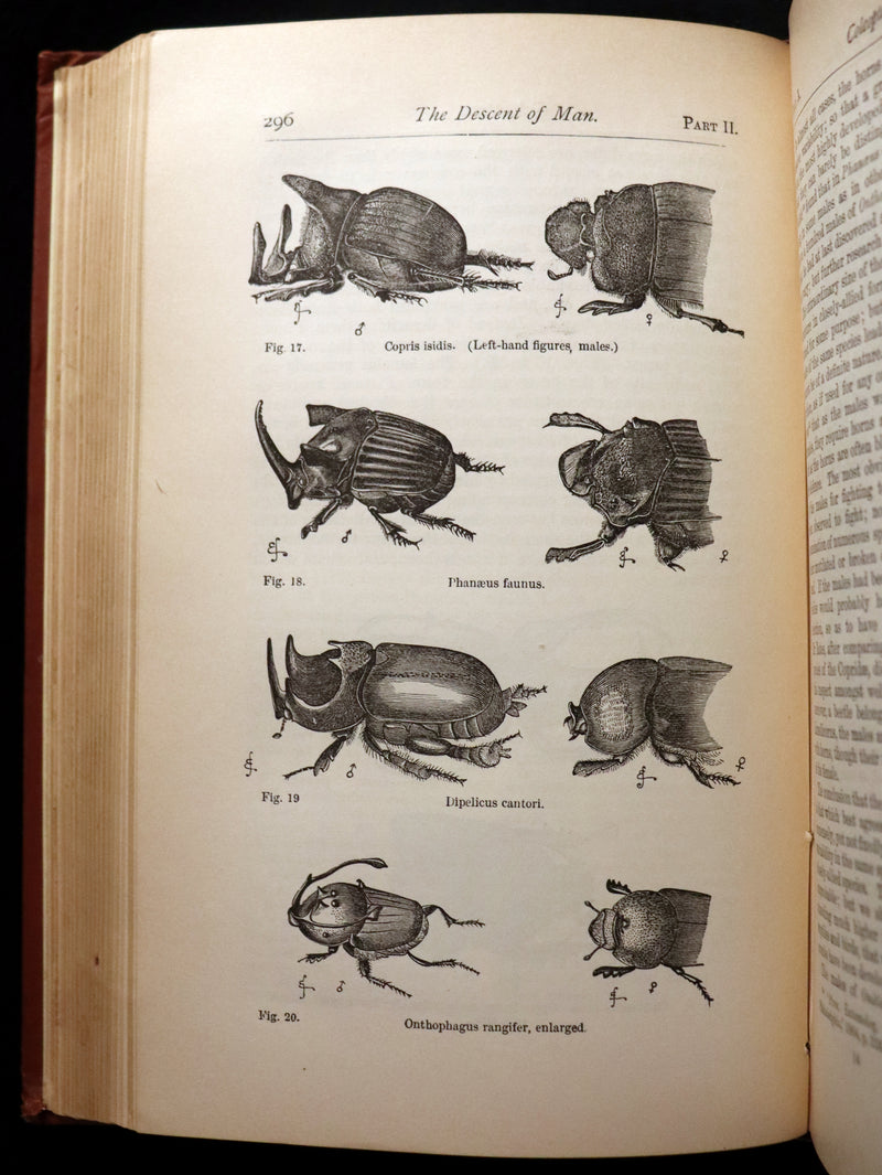 1892 Rare Book - CHARLES DARWIN - The DESCENT OF MAN and Selection in Relation to Sex.