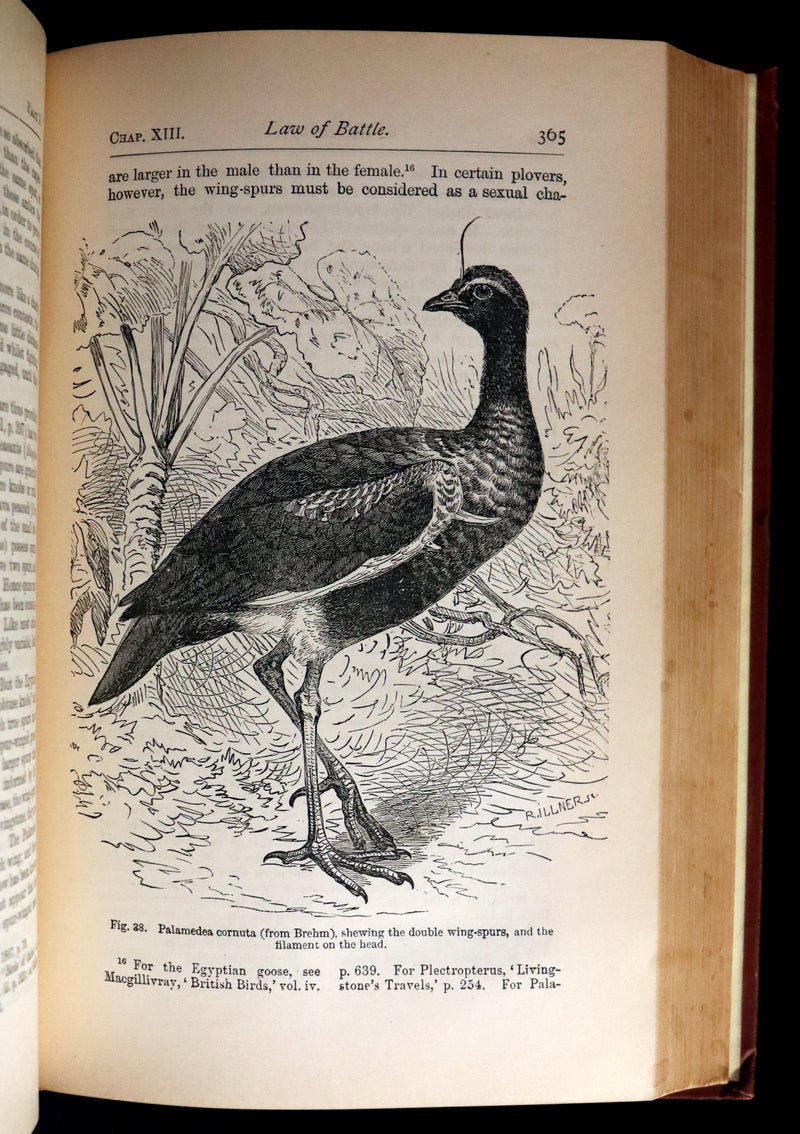 1892 Rare Book - CHARLES DARWIN - The DESCENT OF MAN and Selection in Relation to Sex.