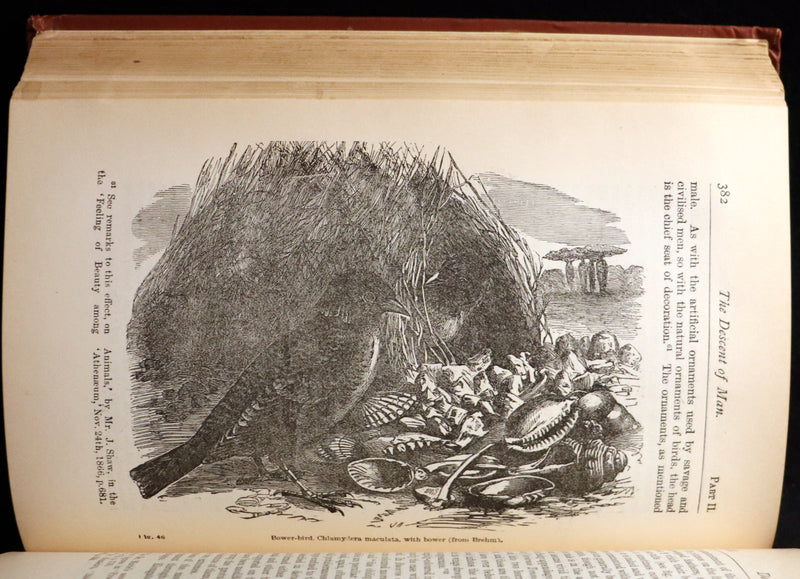 1892 Rare Book - CHARLES DARWIN - The DESCENT OF MAN and Selection in Relation to Sex.