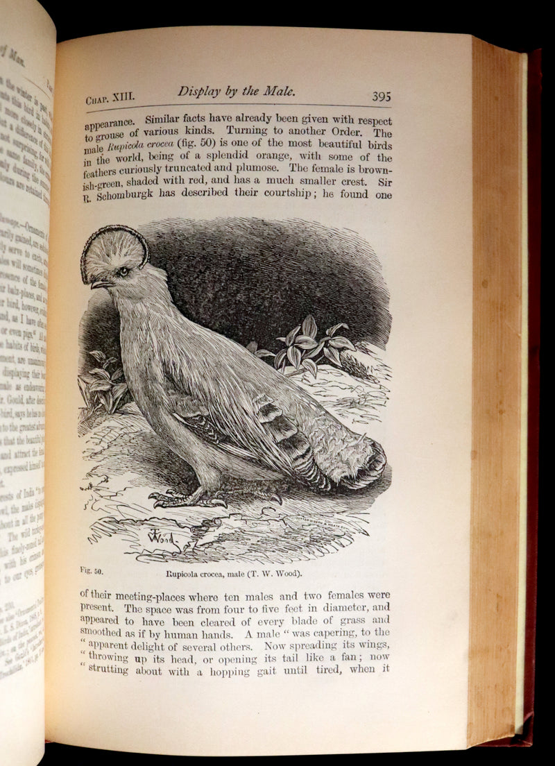 1892 Rare Book - CHARLES DARWIN - The DESCENT OF MAN and Selection in Relation to Sex.