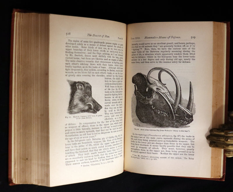 1892 Rare Book - CHARLES DARWIN - The DESCENT OF MAN and Selection in Relation to Sex.