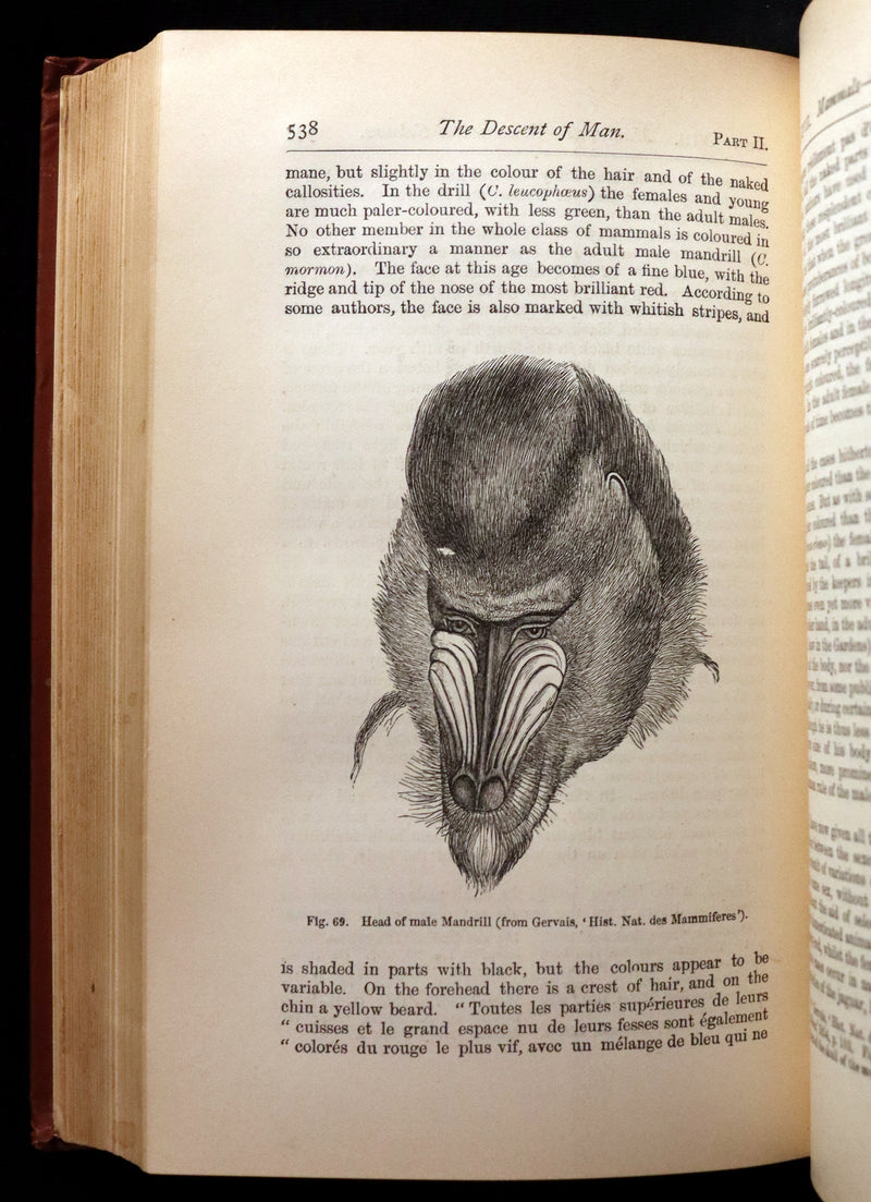 1892 Rare Book - CHARLES DARWIN - The DESCENT OF MAN and Selection in Relation to Sex.