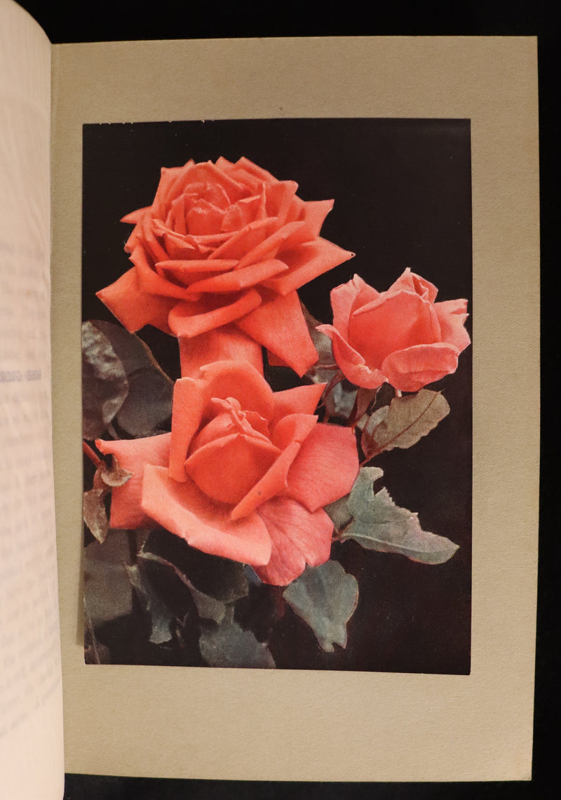 1913 Scarce First Edition - THE ROSE BOOK, A Complete Guide for Amateur Rose Growers by H.H. Thomas.