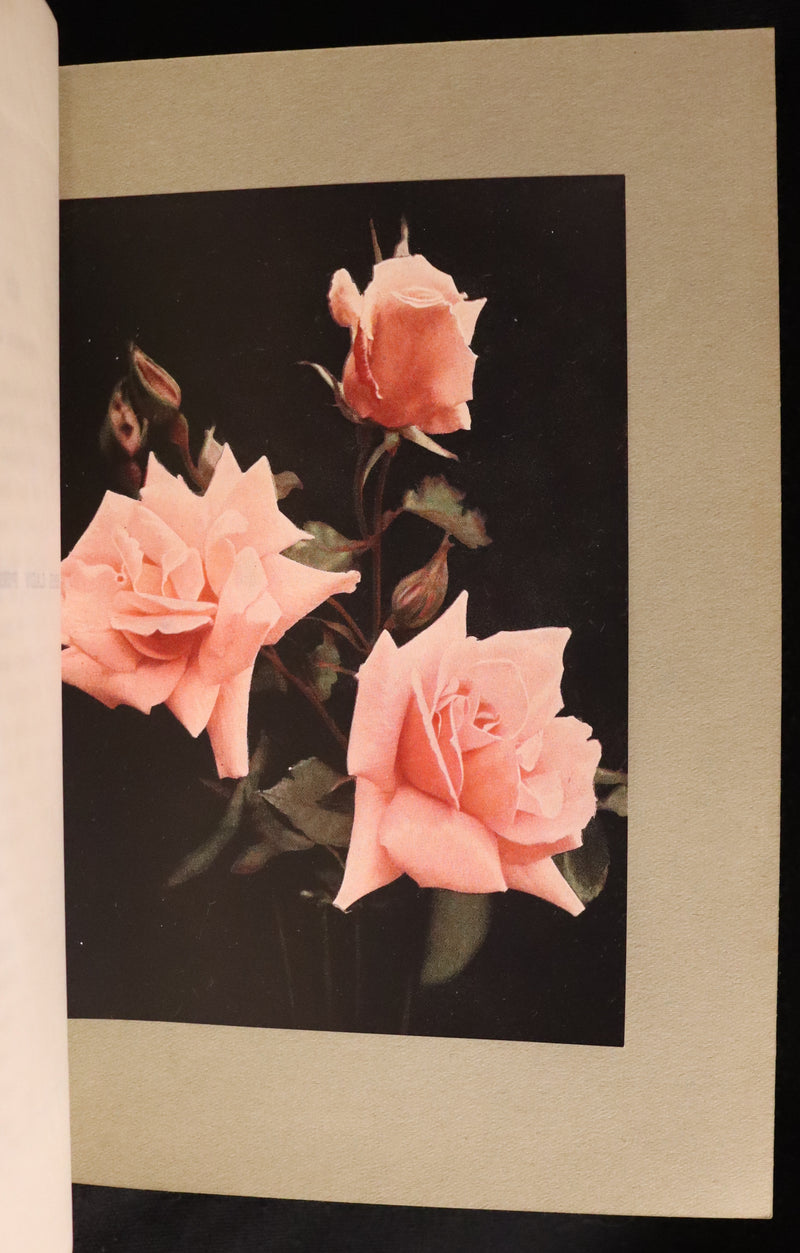 1913 Scarce First Edition - THE ROSE BOOK, A Complete Guide for Amateur Rose Growers by H.H. Thomas.