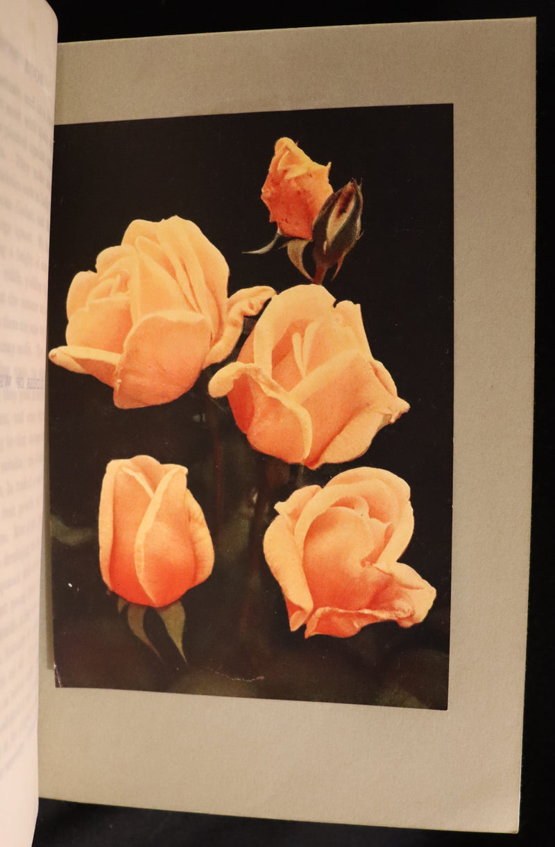 1913 Scarce First Edition - THE ROSE BOOK, A Complete Guide for Amateur Rose Growers by H.H. Thomas.