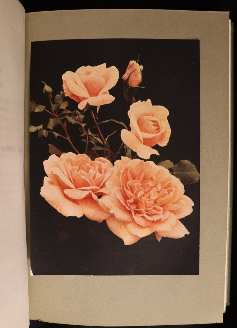 1913 Scarce First Edition - THE ROSE BOOK, A Complete Guide for Amateur Rose Growers by H.H. Thomas.
