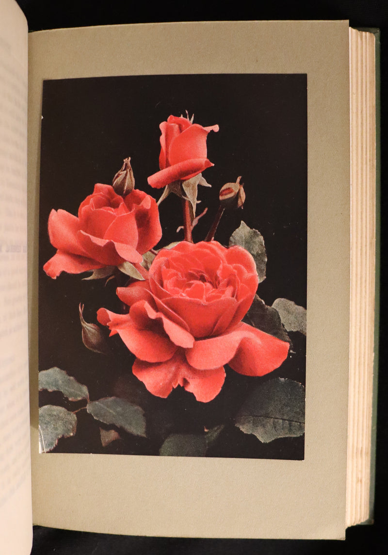 1913 Scarce First Edition - THE ROSE BOOK, A Complete Guide for Amateur Rose Growers by H.H. Thomas.