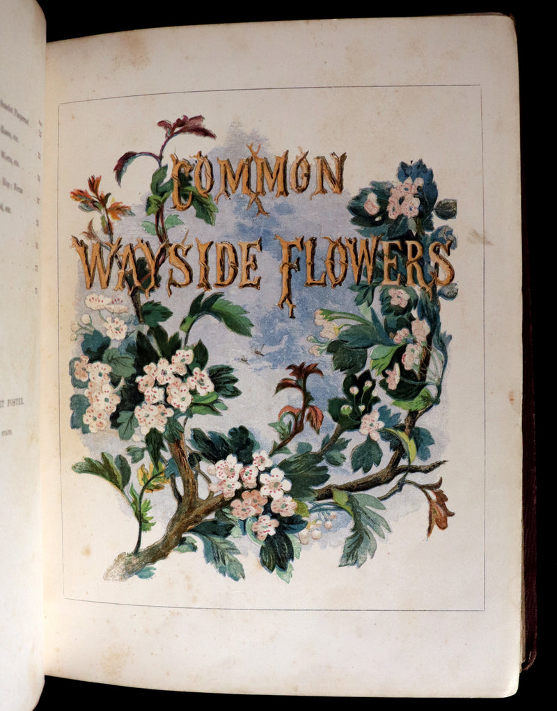 1860 Rare First Edition - Common Wayside Flowers by Thomas Miller & Color Illustrated by Birket Foster.