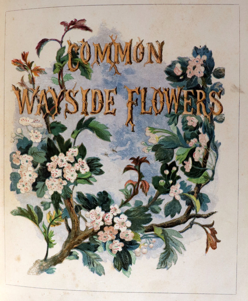 1860 Rare First Edition - Common Wayside Flowers by Thomas Miller & Color Illustrated by Birket Foster.