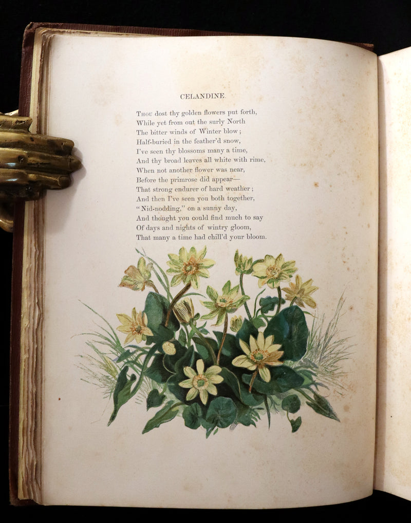 1860 Rare First Edition - Common Wayside Flowers by Thomas Miller & Color Illustrated by Birket Foster.