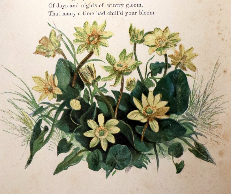1860 Rare First Edition - Common Wayside Flowers by Thomas Miller & Color Illustrated by Birket Foster.
