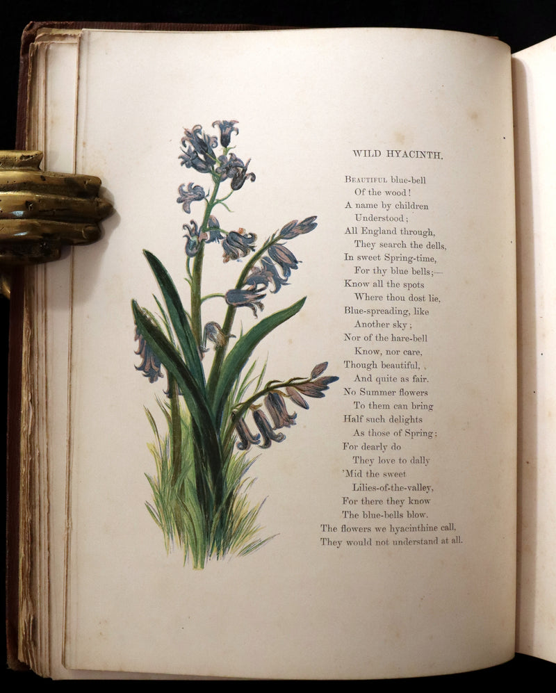 1860 Rare First Edition - Common Wayside Flowers by Thomas Miller & Color Illustrated by Birket Foster.