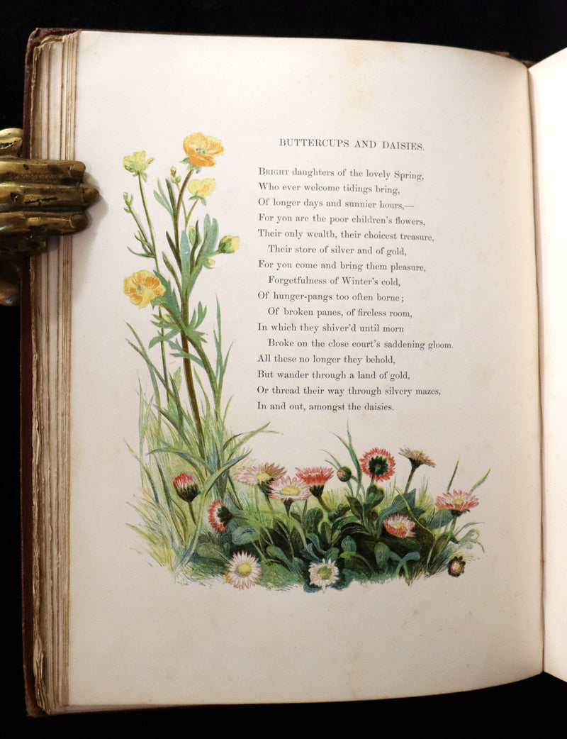 1860 Rare First Edition - Common Wayside Flowers by Thomas Miller & Color Illustrated by Birket Foster.