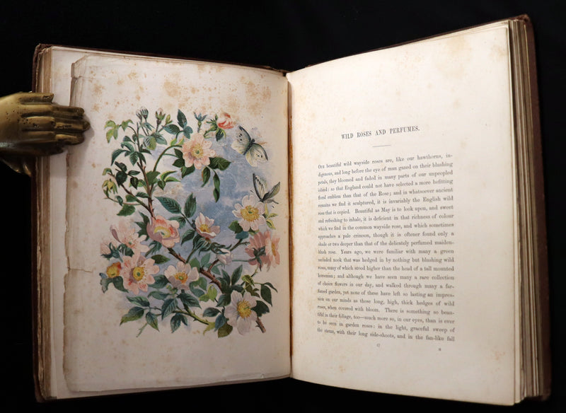 1860 Rare First Edition - Common Wayside Flowers by Thomas Miller & Color Illustrated by Birket Foster.