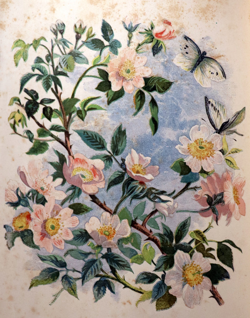1860 Rare First Edition - Common Wayside Flowers by Thomas Miller & Color Illustrated by Birket Foster.